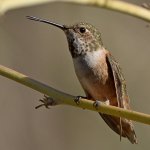 Hummer23.jpg