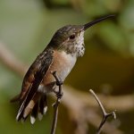 Hummer35.jpg