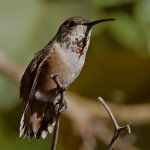 Hummer33.jpg