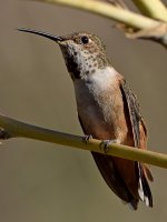 Hummer11.jpg