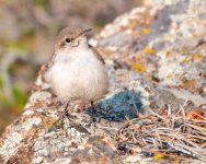 RockWren-300.jpg