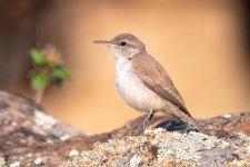 RockWren-301.jpg
