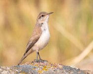 RockWren-302.jpg