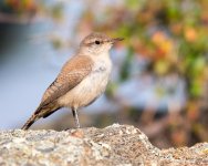 RockWren-303.jpg