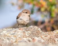 RockWren-304.jpg