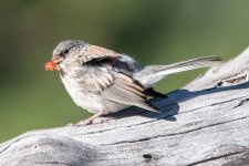 JuncoBerry-300.jpg