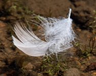 Feathers-300.jpg