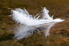 Feathers-302.jpg