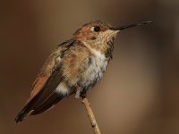 Hummer.jpg