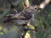 Vireo.jpg