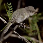 Vireo9.jpg