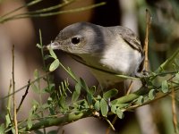 Vireo11.jpg