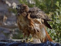 Hawk20.jpg