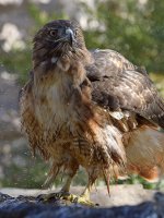 Hawk21.jpg