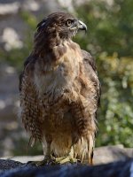 Hawk13.jpg