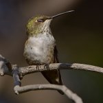 Hummer7.jpg