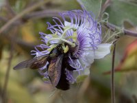 Bee.jpg
