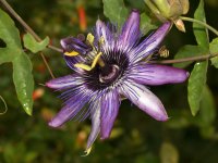 Passiflora3.jpg