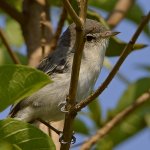 Vireo2.jpg