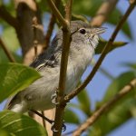 Vireo4.jpg
