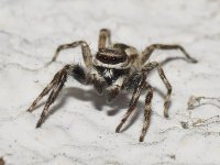 Spider.jpg