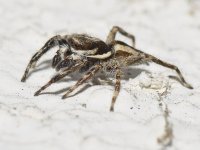 Spider2.jpg
