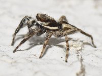 Spider3.jpg