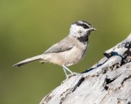 MountainChickadee-300.jpg