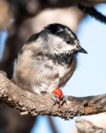 MountainChickadee-301.jpg