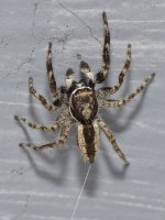 Spider5.jpg