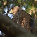 CoopersHawk.jpg