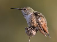 Hummer2.jpg