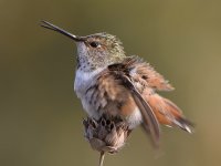 Hummer3.jpg