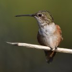 Hummer5.jpg