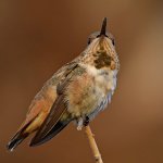 Hummer.jpg