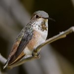 Hummer8.jpg