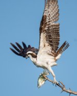 OspreyFish-372.jpg