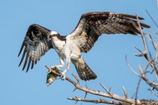 OspreyFish-370.jpg