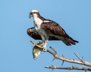 OspreyFish-371.jpg