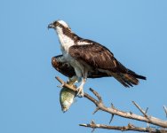 OspreyFish-373.jpg