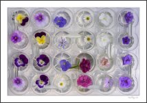 fleurs aquatiques Oil.jpg