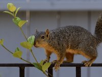 Squirrel2.jpg