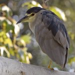 BlackHeron5.jpg