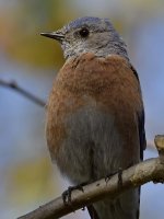 Bluebird6.jpg
