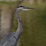 BlueHeron2.jpg