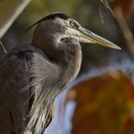 BlueHeron11.jpg