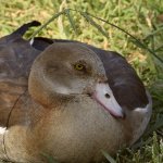 Goose3.jpg