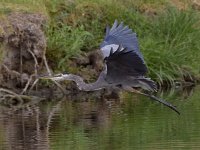 BlueHeron.jpg