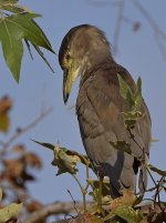 BlackHeron.jpg