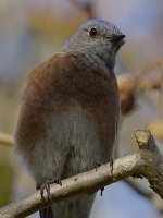 Bluebird4.jpg